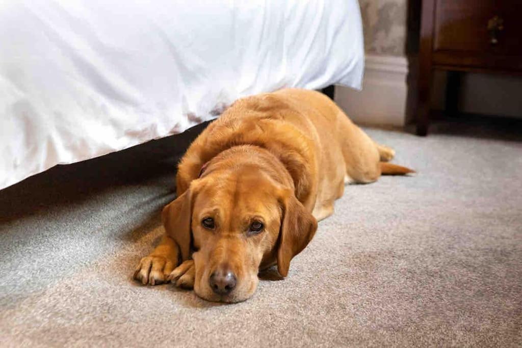 The Stanley Suite 1 Bedroom Apt Dog Friendly Patio Harrogate Ngoại thất bức ảnh